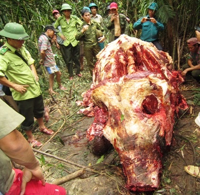 Xót xa nhìn xác voi rừng bị sát hại dã man
